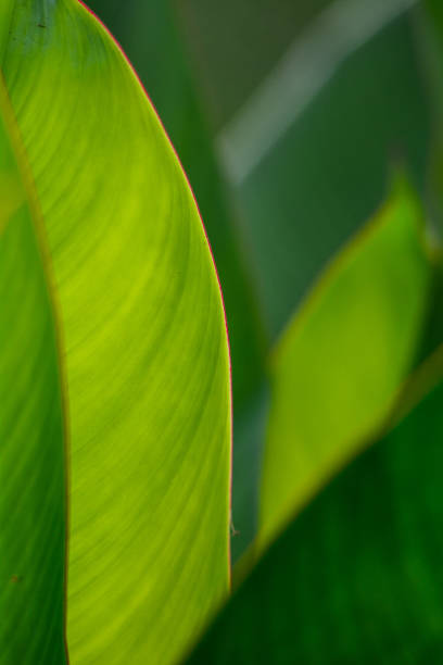 istock Close-up of green leaves 1466381557