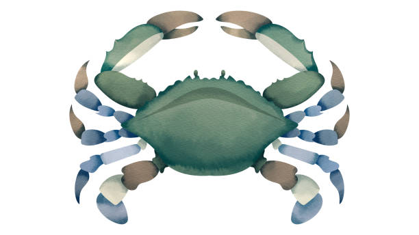 수영 게 - computer icon symbol sea life prepared crab stock illustrations