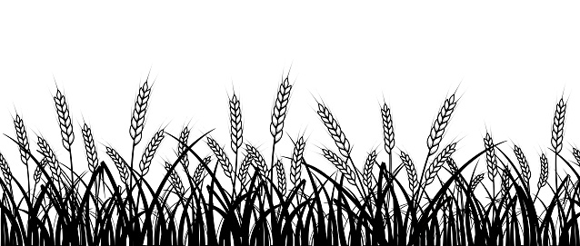 Wheat field. Seamless pattern of ears of wheat on white background.