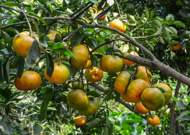 istock Mandarin citrus fruits on the tree 1466383359