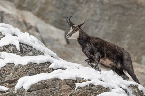Springtime in the Alps , portrait of Chamois (Rupicapra rupicapra) Alpine chamois on snow alpine chamois rupicapra rupicapra rupicapra stock pictures, royalty-free photos & images