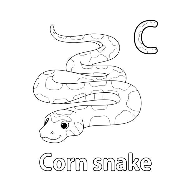 kolorowanka alfabet węża zbożowego abc izolowana strona c - rat snake illustrations stock illustrations