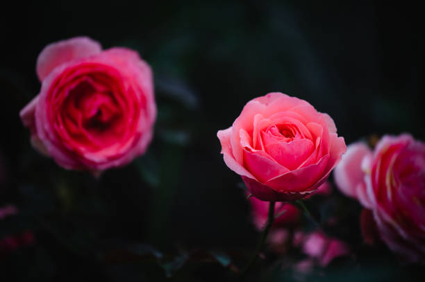 pink rose garden