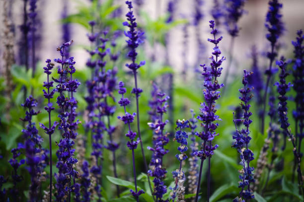 istock Flowers purple background 1466386571