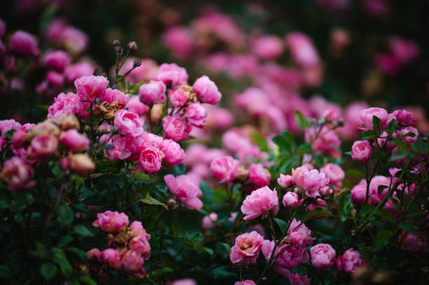 istock small pink rose garden 1466386581