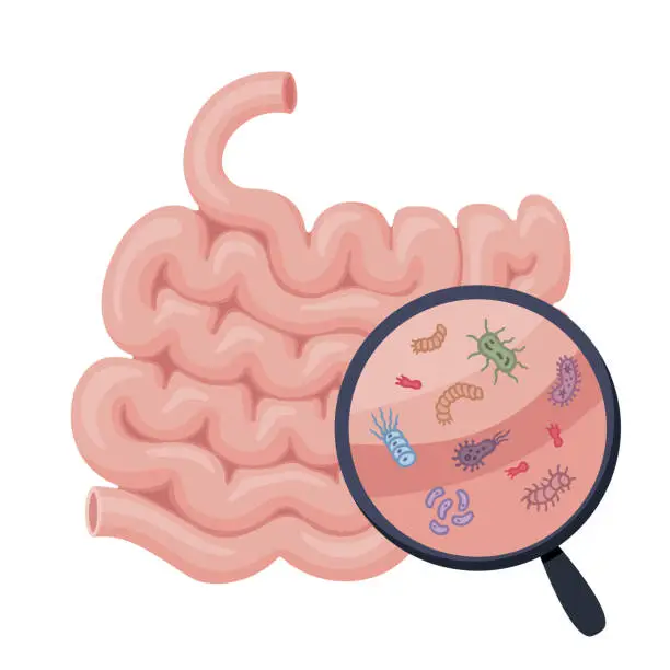 Vector illustration of Close-up of good bacteria. Human small intestine and magnifying glass.  Human internal organ.