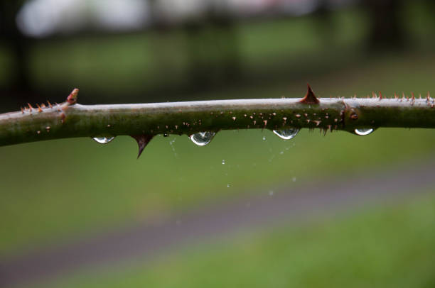istock Water drops on a rose stem in the garden 1466387447