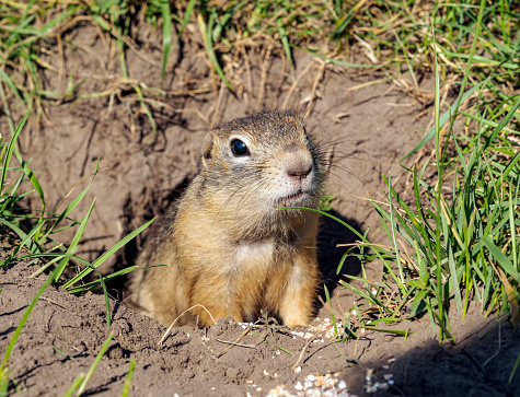 The gopher has leaned out of its hole and is looking at the camera.