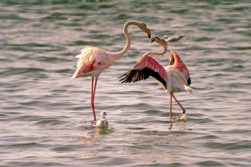 View of a flamingo standing on single leg in Izmir gulf.