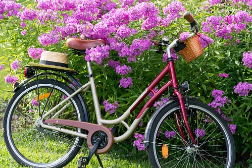 Retro style bicycle with basket parked in front of a flowering Phlox subulata  in summertime in countryside, bicycle and blooming purple phlox outdoors, flowering plant phlox and bicycle in garden