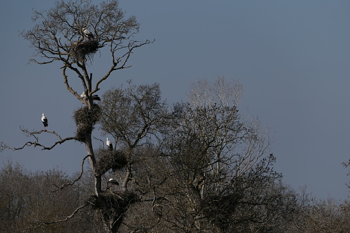 Stork tree, Aiguamolls de l'Emporda natural park, Catalonia