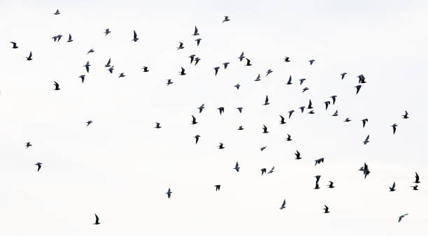 istock flock of seagull birds flying 1466390212