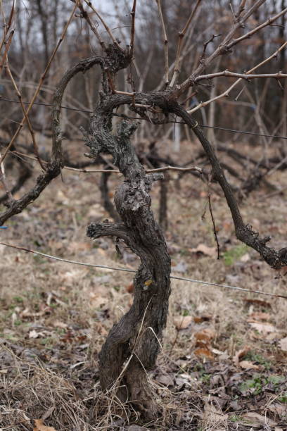 istock A grape tree in a vineyard tied with wire 1466391622