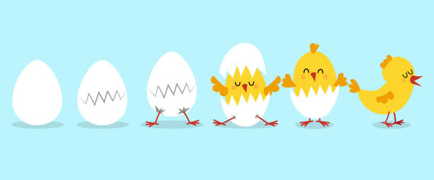 예술 및 일러스트레이션 - animal egg eggs hatching evolution stock illustrations