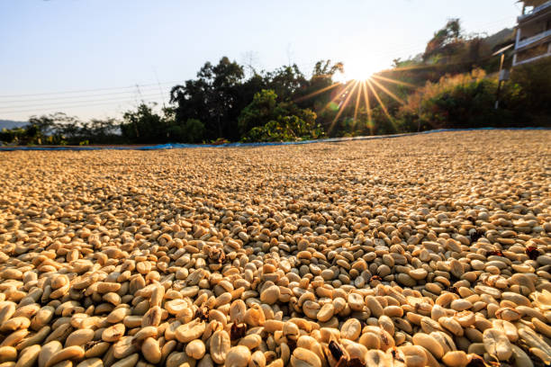 honey coffee bean dried and over the sunlight  with green tree background