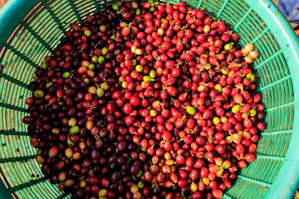 istock red berries coffee beans in basket top view. 1466392706