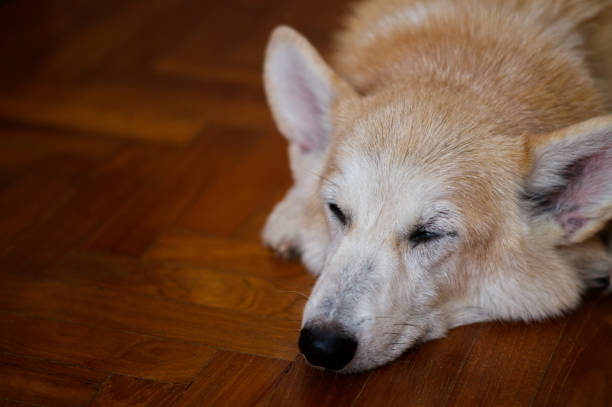 Corgi sleeping stock photo