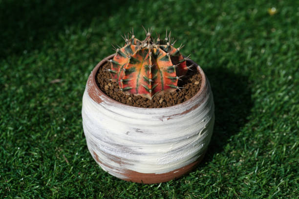 Gymnocalycium cactus stock photo