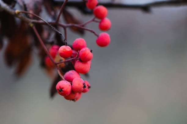 Rowan bunches on a branch.