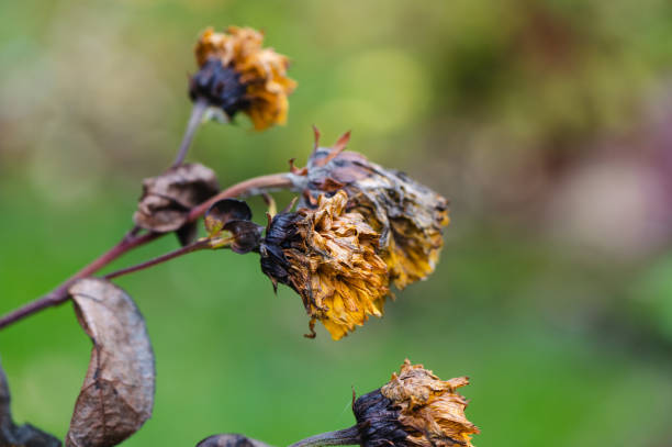 istock withered flowers yellow background 1466393835