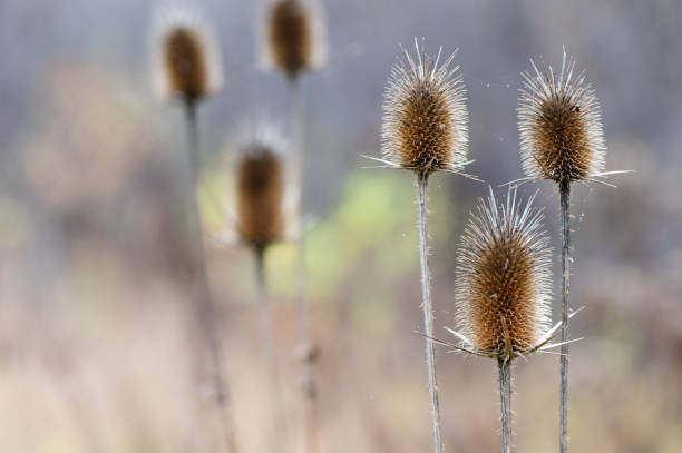 istock Autumn background with dry plants in field 1466393966