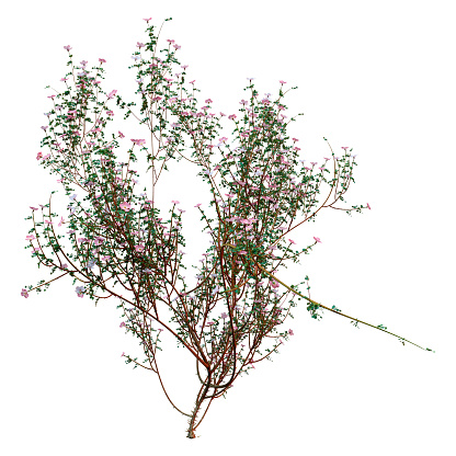 3D rendering of a wild dog rose plant isolated on white background