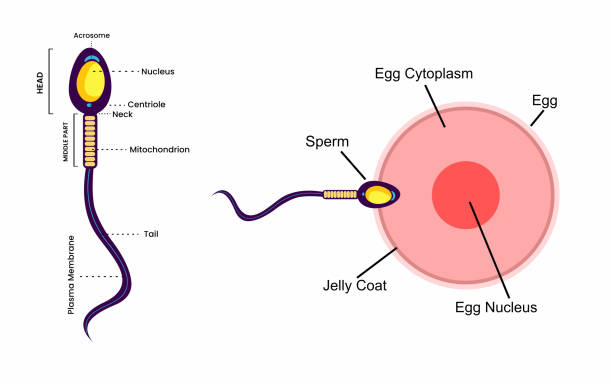卵子と精子の構造ベクター - human sperm eggs human egg sex点のイラスト素材／クリップアート素材／マンガ素材／アイコン素材