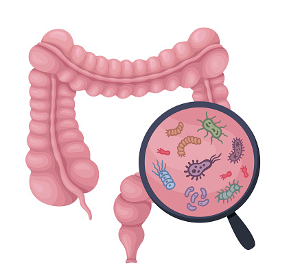 Human digestive system and magnify glass to show probiotics, bacteria, probiotics, virus, microorganisms.