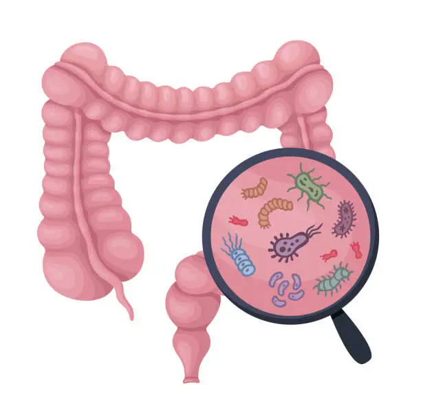 Vector illustration of Human digestive system and magnify glass to show probiotics, bacteria, probiotics, virus, microorganisms.