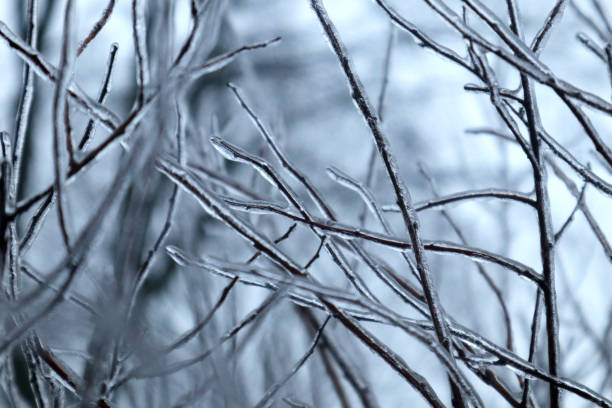 istock Tree with ice and icicles. Branches of bush covered with ice after freezing rain. 1466399725