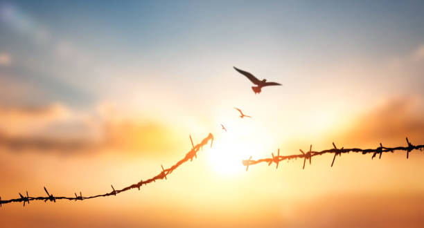 istock Silhouette of barbed wire with cloud and sun beam light background 1466400277