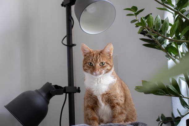 istock A very curious cat sitting very relaxed 1466405903