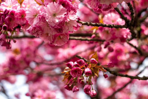 木の枝にピンク色に咲く桜の花 - branch blossom flower peach tree ストックフォトと画像