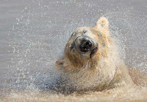 Polar bear Ursus maritimus shakes to remove the water