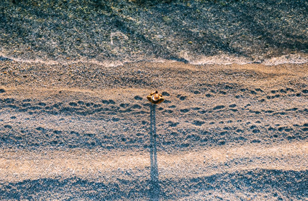 a tiny sand crab on sand