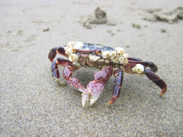 Colorful crab on the Oregon Coast near Cannon Beach stock photo