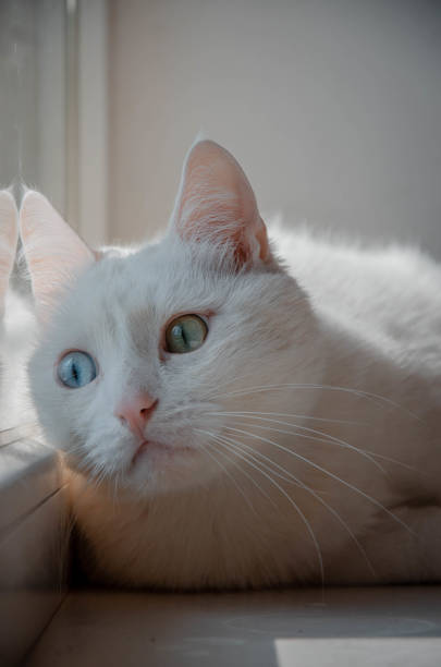 istock Funny white cat with colorful eyes 1466411229