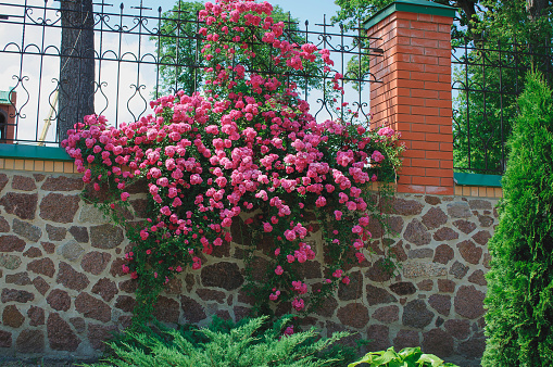 A large flowering rose bush that weaves along the fence. Many small pink flowers.