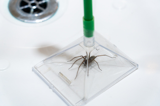 Macro image of a spider caught in a humane plastic trap, ready to be carefully removed from the sink.