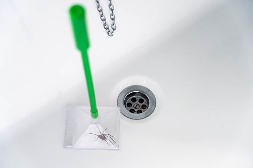 A house spider caught in a humane plastic trap, ready to be removed from the house.