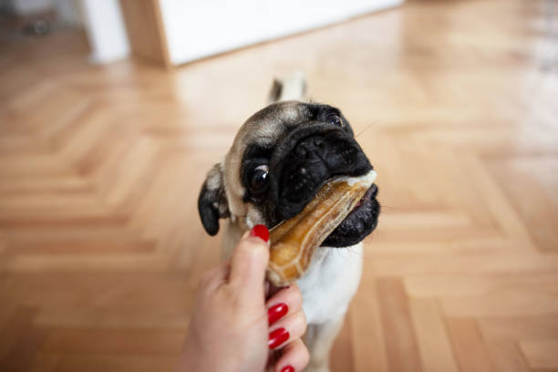 istock Cute dog pug eating treat mi 1466415748