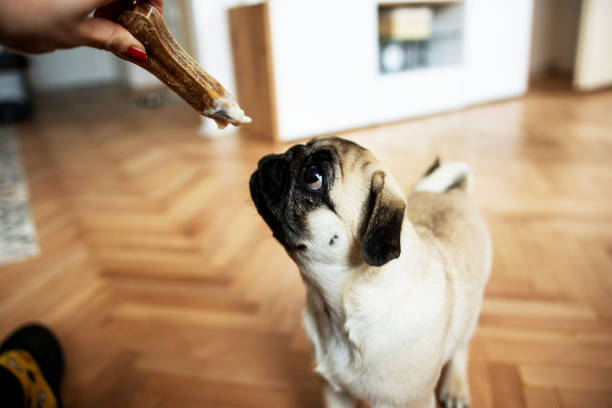 Cute dog pug eating treat mi