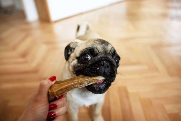 istock Cute dog pug eating treat mi 1466415801