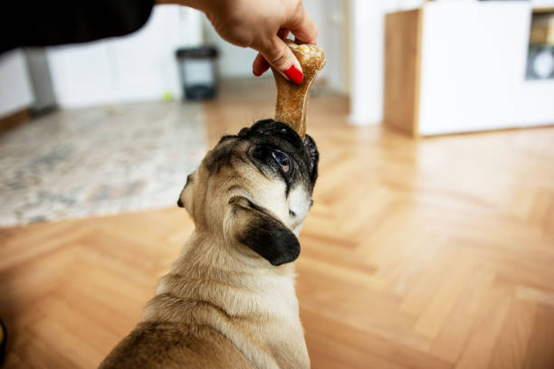 istock Cute dog pug eating treat mi 1466415805