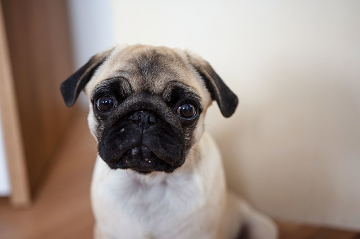 Close-up of Pug, 8 months old, in front of white background