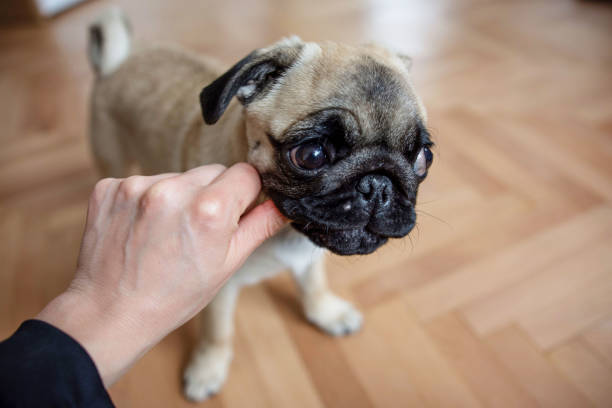 istock Cute dog pug eating treat mi 1466416555