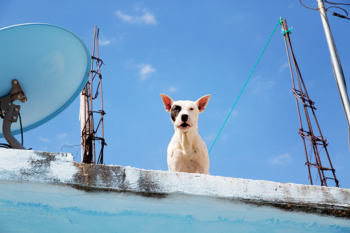 A dog, his ears up, on a roof top. In parts of Mexico it is quite common for households to keep dogs on their roofs, partially as a kind of canine alarm system