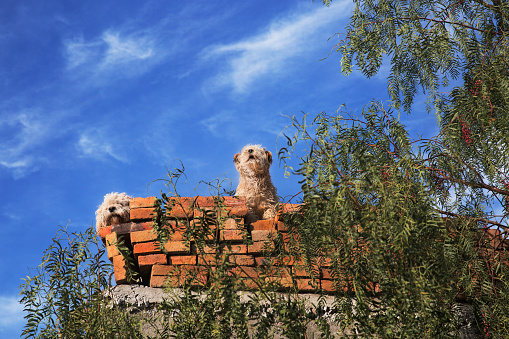 Two roof dogs. In parts of Mexico it is quite common for households to keep dogs on their roofs, partially as a kind of canine alarm system