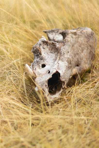 istock Remains of cattle bones on the pasture 1466417401