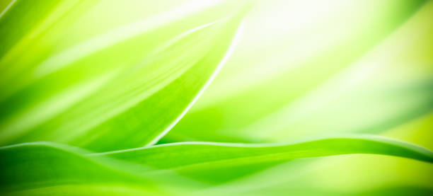 istock Abstract nature green blurred background nature leaf on greenery background in garden with copy space using as background wallpaper page concept. 1466421771